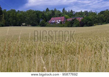 House and a wheat field