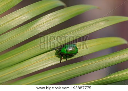 Natural Lighting Photo Of Cetonia Beetle On Green Palm Leaf With Shallow Dof