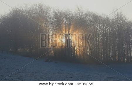 Солнечный свет через деревья на Туманное утро