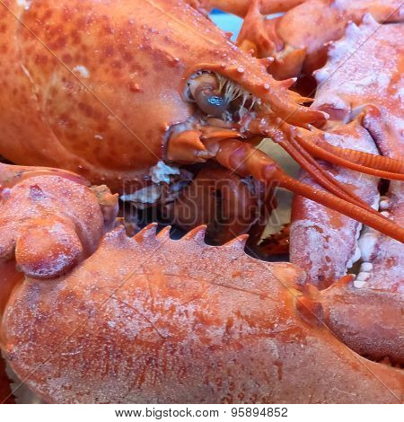 Lobster Close-Up