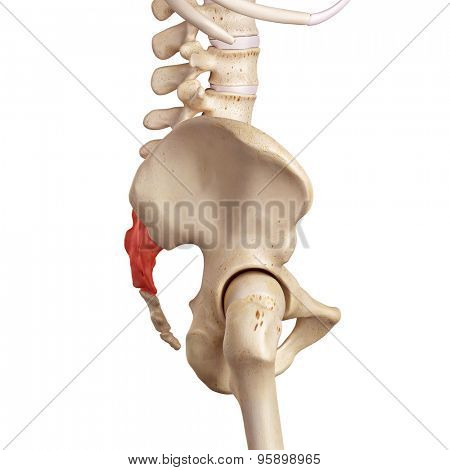 medical accurate illustration of the sacrum