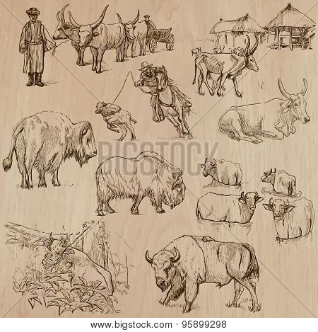 Cows And Cattle - Hand Drawn Vector Pack