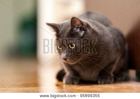 Grey Chartreux cat with yellow orange eyes