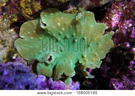 Sinularia dura ultra green. Soft coral  among the rocks.