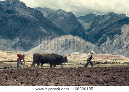Sharecroppers plowing a field for potatoes. October 18 2012 - Maras Urubamba Valley Peru