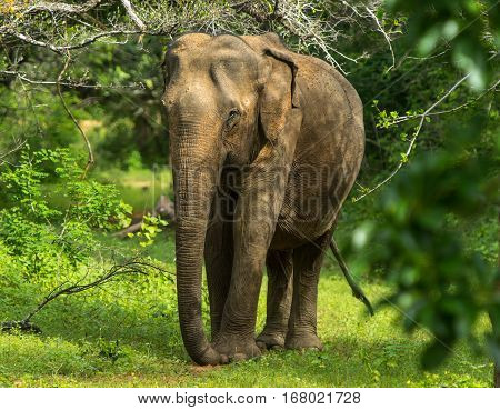 Asian Young Elephant, Nature Background. Yala, Sri Lanka