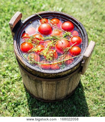 Pickled tomatoes with herbs in the wooden cask.