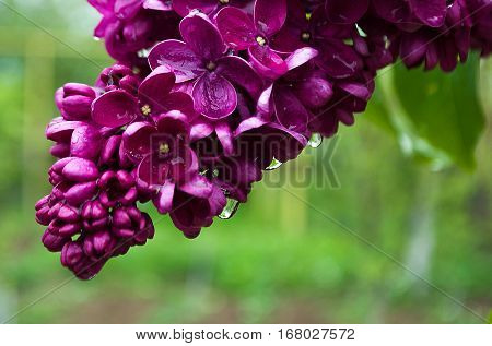 Fragrant lilac flowers bloom in spring outdoors in spring day