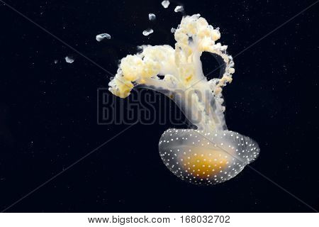 yellow and white jellyfish with black background