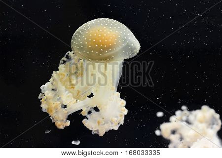 yellow and white jellyfishes with black background