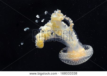yellow and white jellyfish with black background