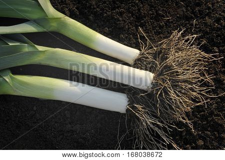 Leeks