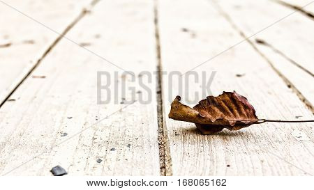 Fall leaf on wood. Brown leaves showing emotion, alone, sad, lonely, depressed.