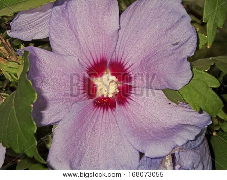 Beautiful large purple flower and green leaves