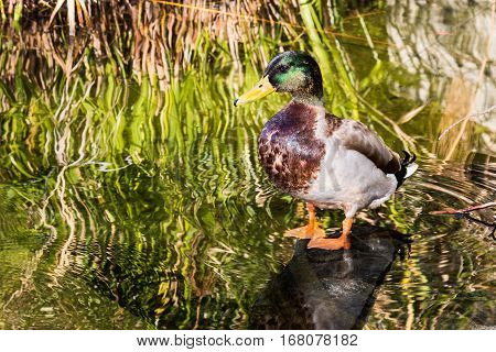 A male mallard duck in a pond with reeds.