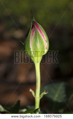 Closeup Pink Rose Bud Isolated on Background
