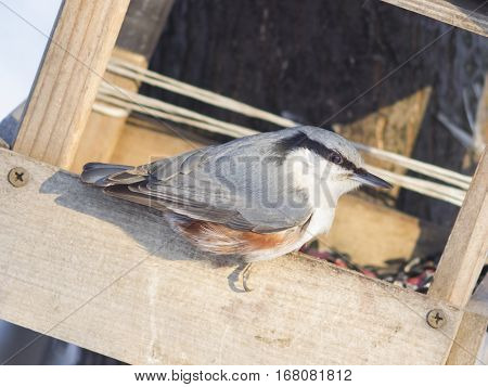 Eurasian or wood nuthatch Sitta europaea close-up portrait at bird feeder selective focus shallow DOF
