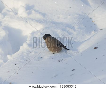 Brown Female of Eurasian Bullfinch Pyrrhula pyrrhula close-up portrait in snow selective focus shallow DOF