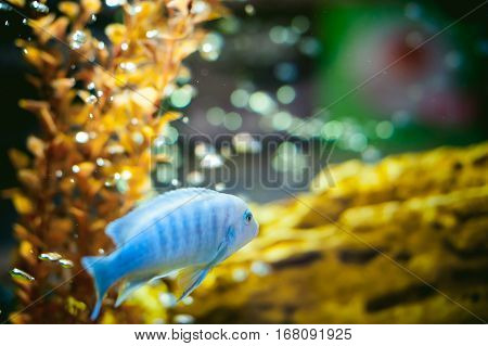 Aquarium Cichlid Exotic Fish. Blue Fish Swimming In The Aquarium