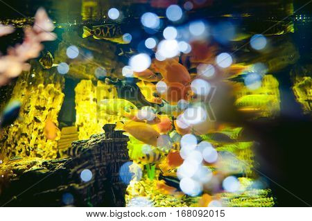 Aquarium Cichlid Exotic Fish. Flock Of Sea Yellow Orange Fish Swimming In An Aquarium
