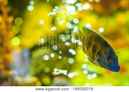 Aquarium Cichlid Exotic Fish. Blue Fish Swimming In The Aquarium