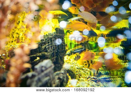 Aquarium Cichlid Exotic Fish. Flock Of Sea Yellow Orange Fish Swimming In An Aquarium