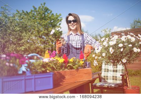Cheerful young woman wearing gloves and sunglasses potting osteospermum flowers. Gardening concept. 