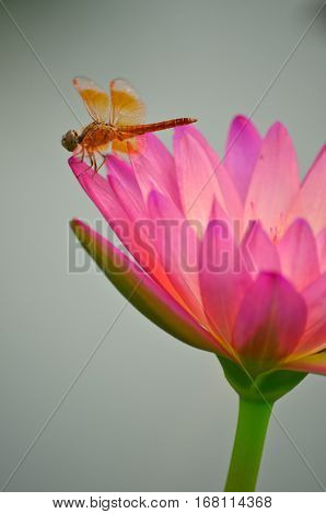 Pink lotus blossoms in the pond with dragonfly
