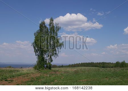 Summer Landscape