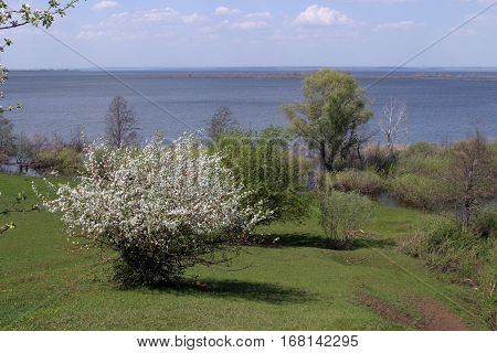 Summer Landscape