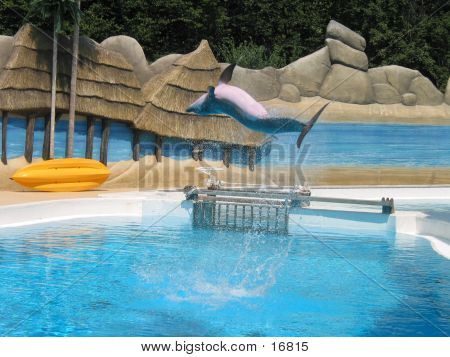 Salto dei delfini