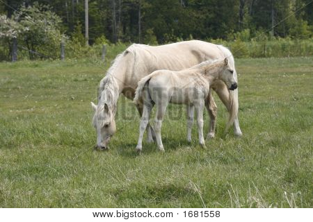 Pferd und Fohlen manitoulan 