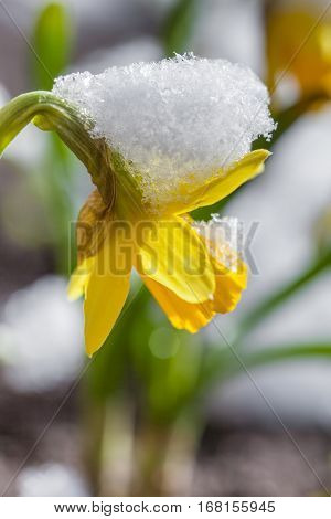 Yellow daffodils growing in early spring primroses are covered with snow blooming spring flowers