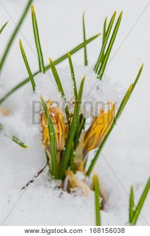 Yellow crocuses growing up through the snow in early spring