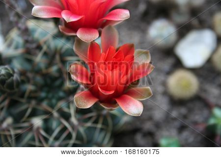 Round shaped cactus with red flowers. Closeup photo.