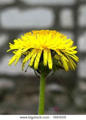 005