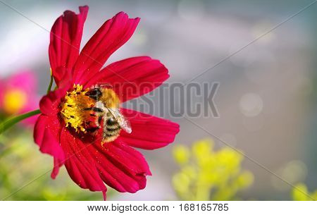Red cosmea flower with a bee on it in summer season .Bee on Cosmea flower isolated.Bee working on cosmos flower.