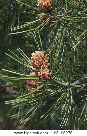 Lace-bark pine (Pinus bungeana). Image of pollen cones