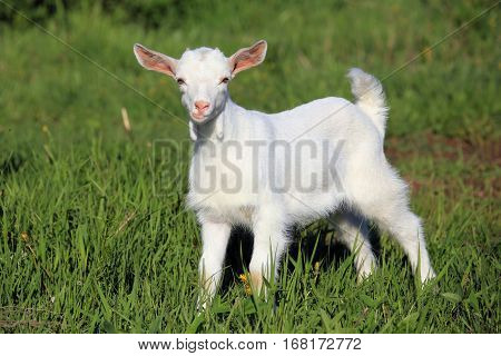 Goatling On A Meadow