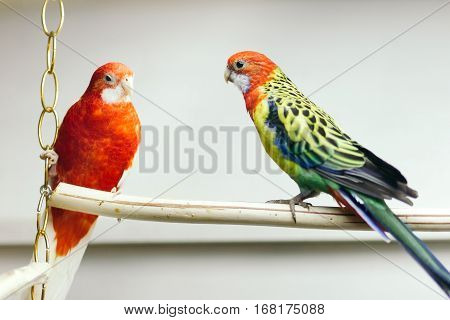 Pair of parrots sitting on a perch in a large cage in the background of many of the same birds.