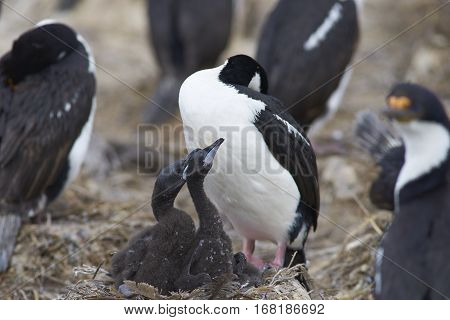 Imperial Shag (Phalacrocorax atriceps albiventer) with chicks on the edge of a large colony on Bleaker Island in the Falkland Islands