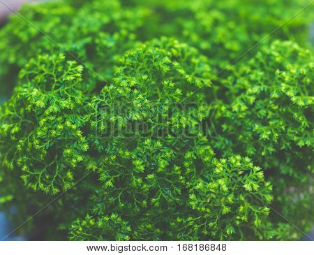tiny leaf green plant background vintage color tone