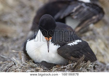 Imperial Shag (Phalacrocorax atriceps albiventer) with chick on the edge of a large colony on Bleaker Island in the Falkland Islands