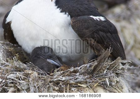 Imperial Shag (Phalacrocorax atriceps albiventer) with chick on the edge of a large colony on Bleaker Island in the Falkland Islands