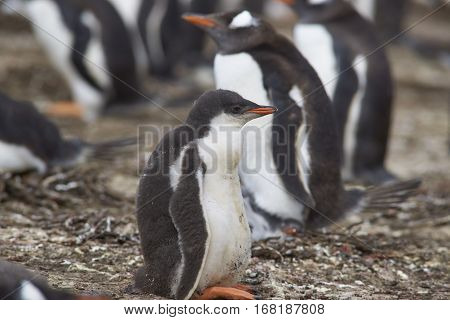 Gentoo Penguin chick (Pygoscelis papua) in a creche on Bleaker Island in the Falkland Islands