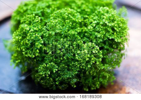 The tiny leaf green plant background closeup
