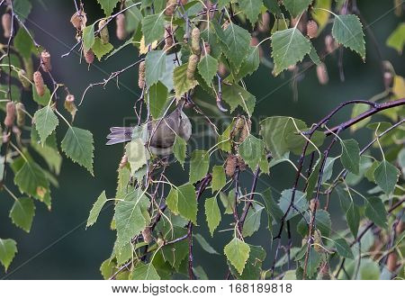 Colorful birds between the leaves of a tree on a sunny day