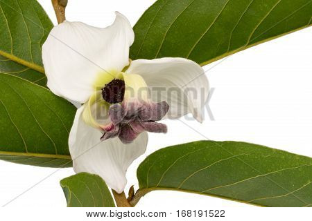 Brahma flower with leafs on white background. Scientific name of Brahma flower or Mahaprom Rachinee flower is Mitrephora sirikitiae.