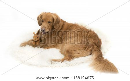 Golden Retriever dog hugging a toy rabbit on white background.
