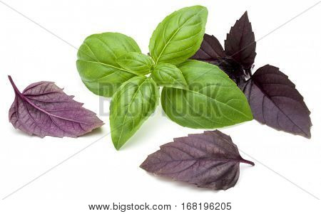 Close up studio shot of fresh green and red basil herb leaves mix isolated on white background. Sweet Genovese basil and Purple Dark Opal Basil.